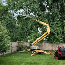 Reliable Oliver Springs, TN Tree Removal Solutions