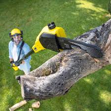 How Our Tree Care Process Works  in  Oliver Springs, TN
