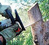 Best Tree Risk Assessment  in Oliver Springs, TN