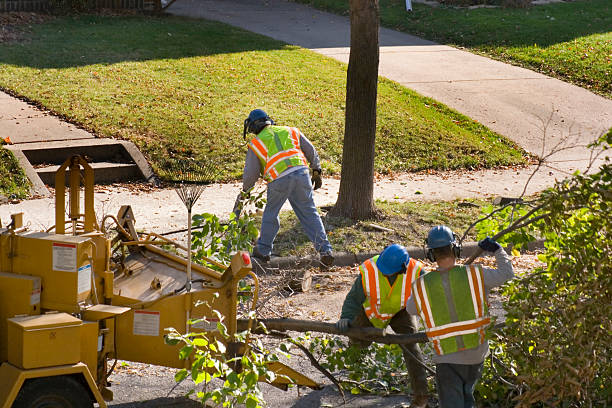 Best Seasonal Cleanup (Spring/Fall)  in Oliver Springs, TN