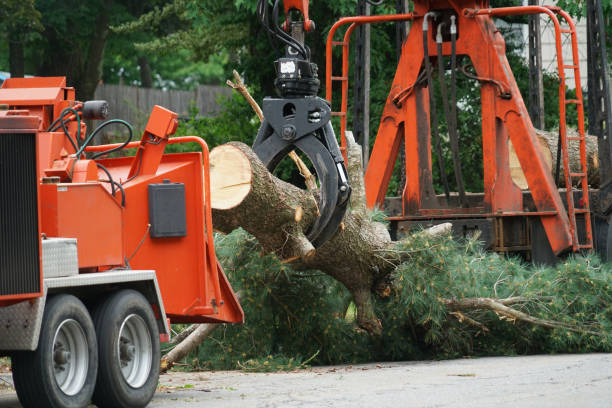 Best Tree Cabling and Bracing  in Oliver Springs, TN