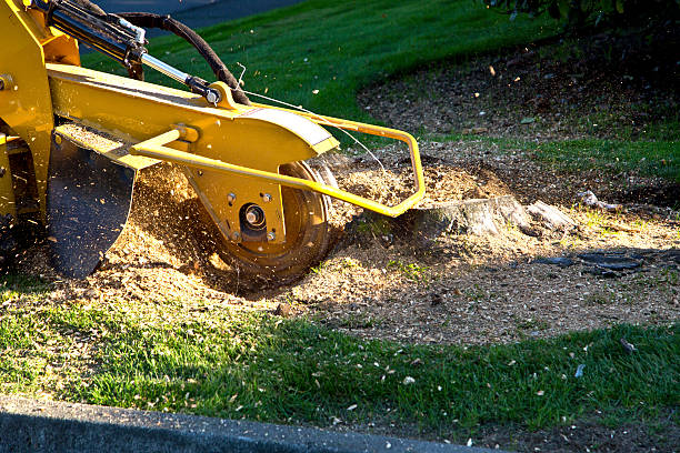 Best Aeration Services  in Oliver Springs, TN