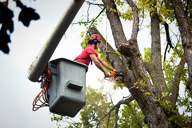 Best Tree Trimming and Pruning  in Oliver Springs, TN