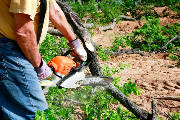 Best Storm Damage Tree Cleanup  in Oliver Springs, TN