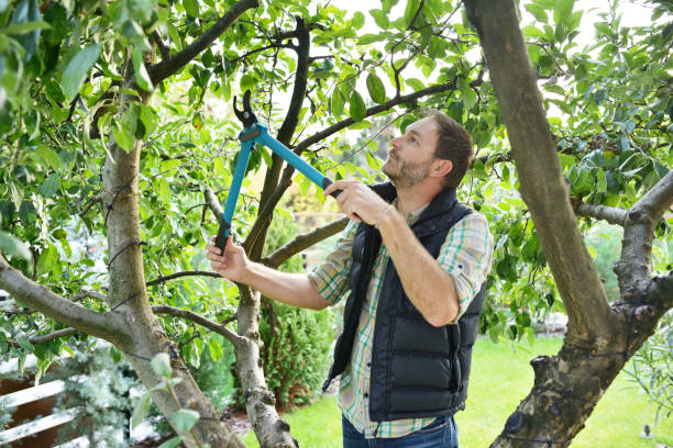 Best Fruit Tree Pruning  in Oliver Springs, TN